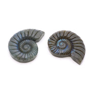 Labradorite Spiral Shell Cabochon