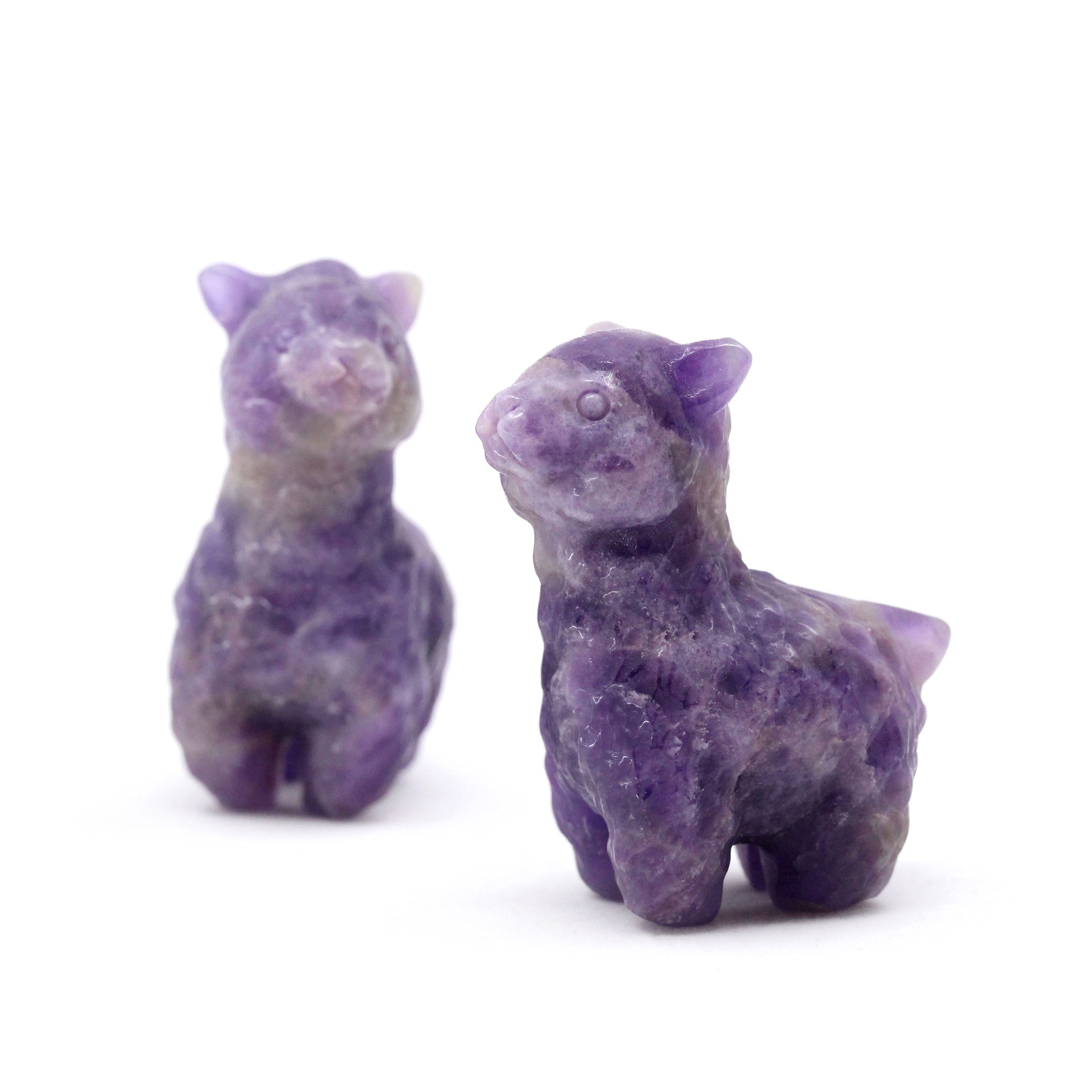 Alpaca
