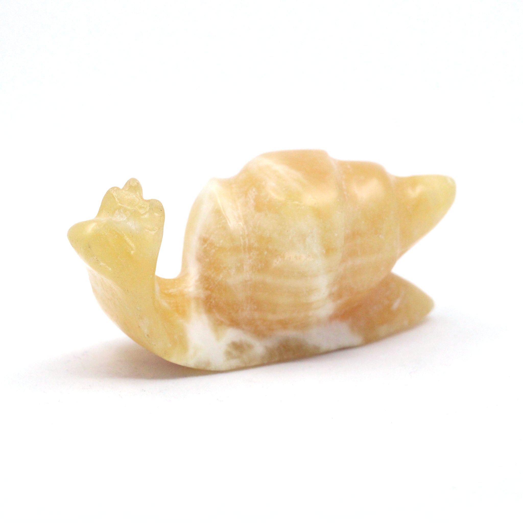 Sea Snail 4 Inches