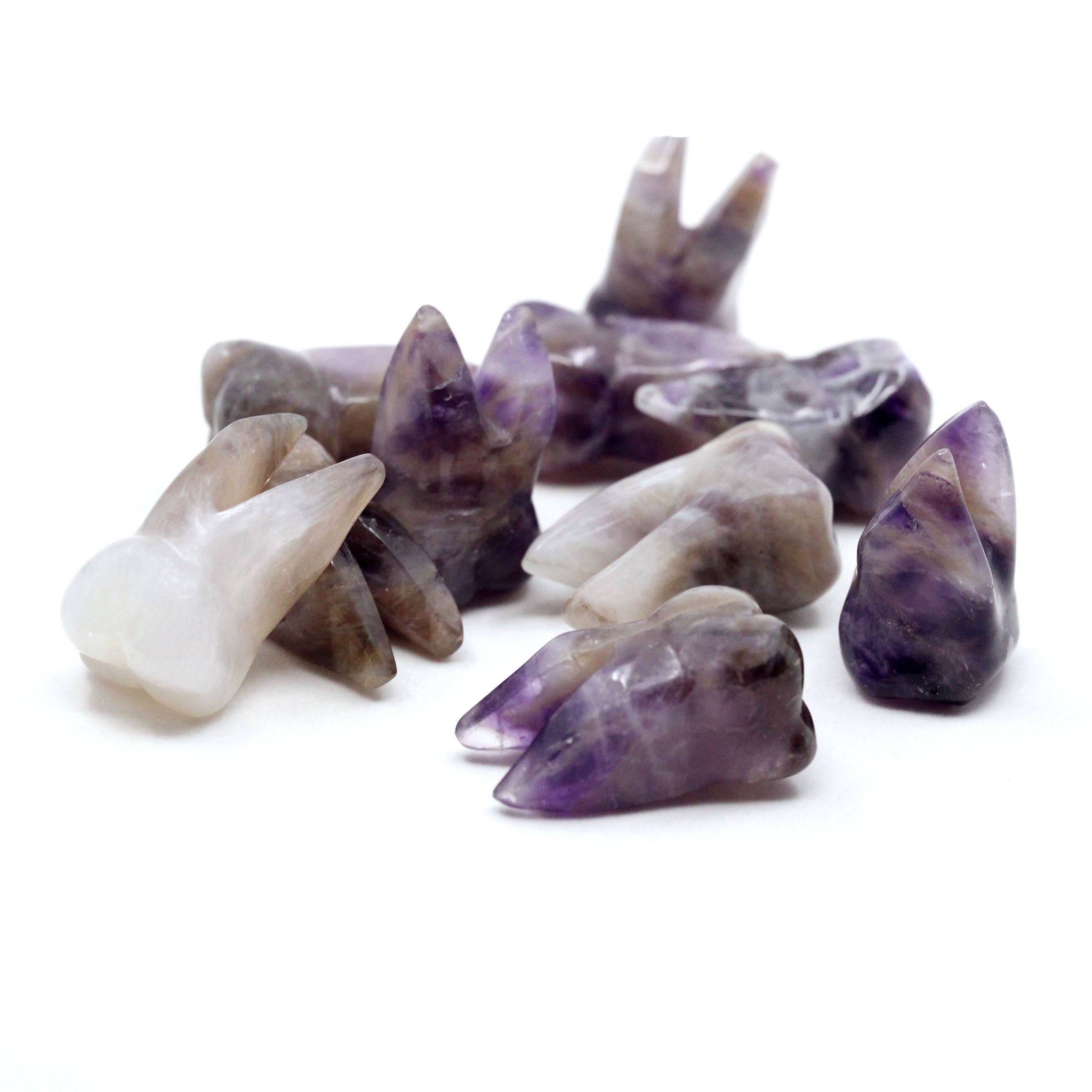 Molar Tooth  1.5 Inches - 10 Pcs