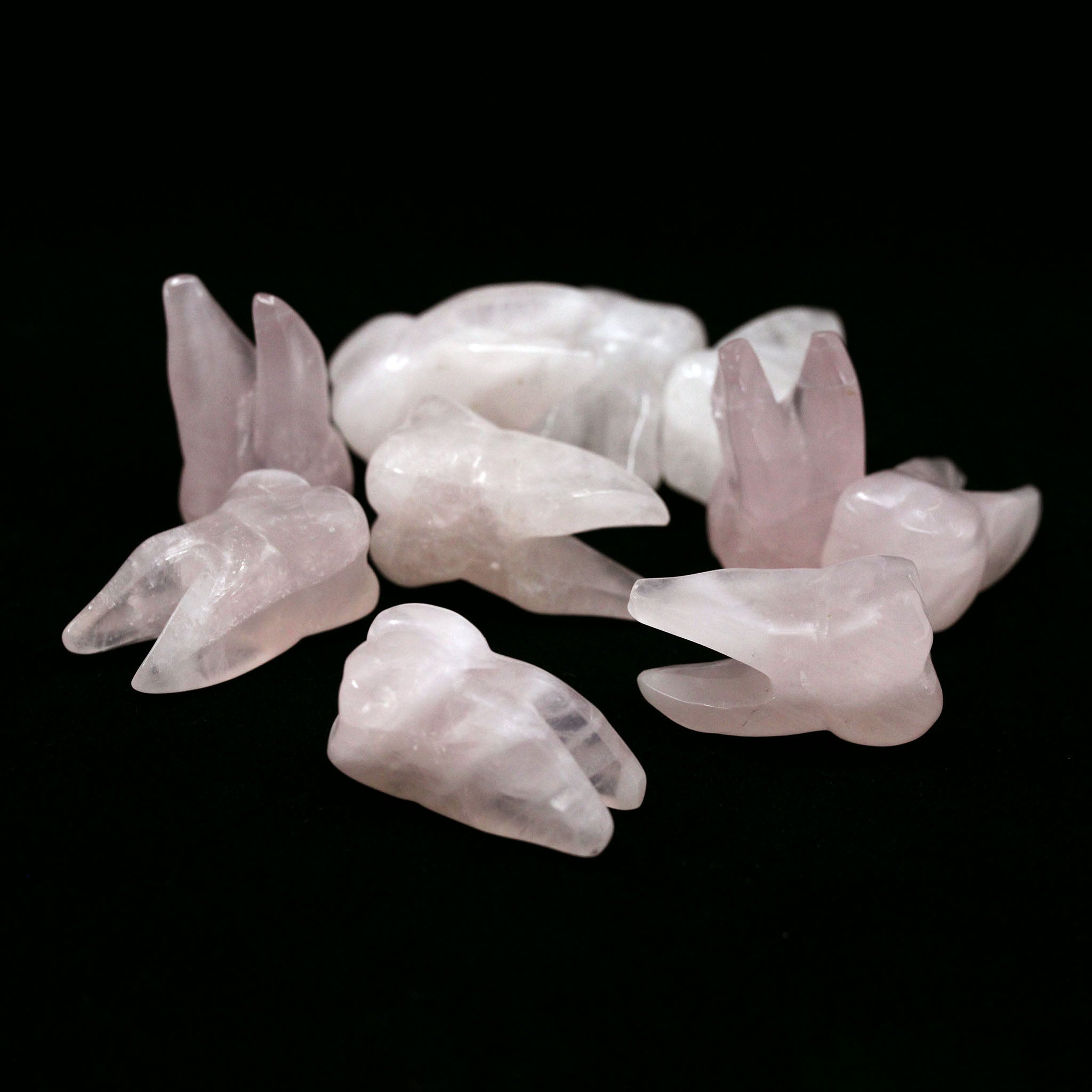 Molar Tooth  1.5 Inches - 10 Pcs