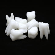 Molar Tooth  1.5 Inches - 10 Pcs
