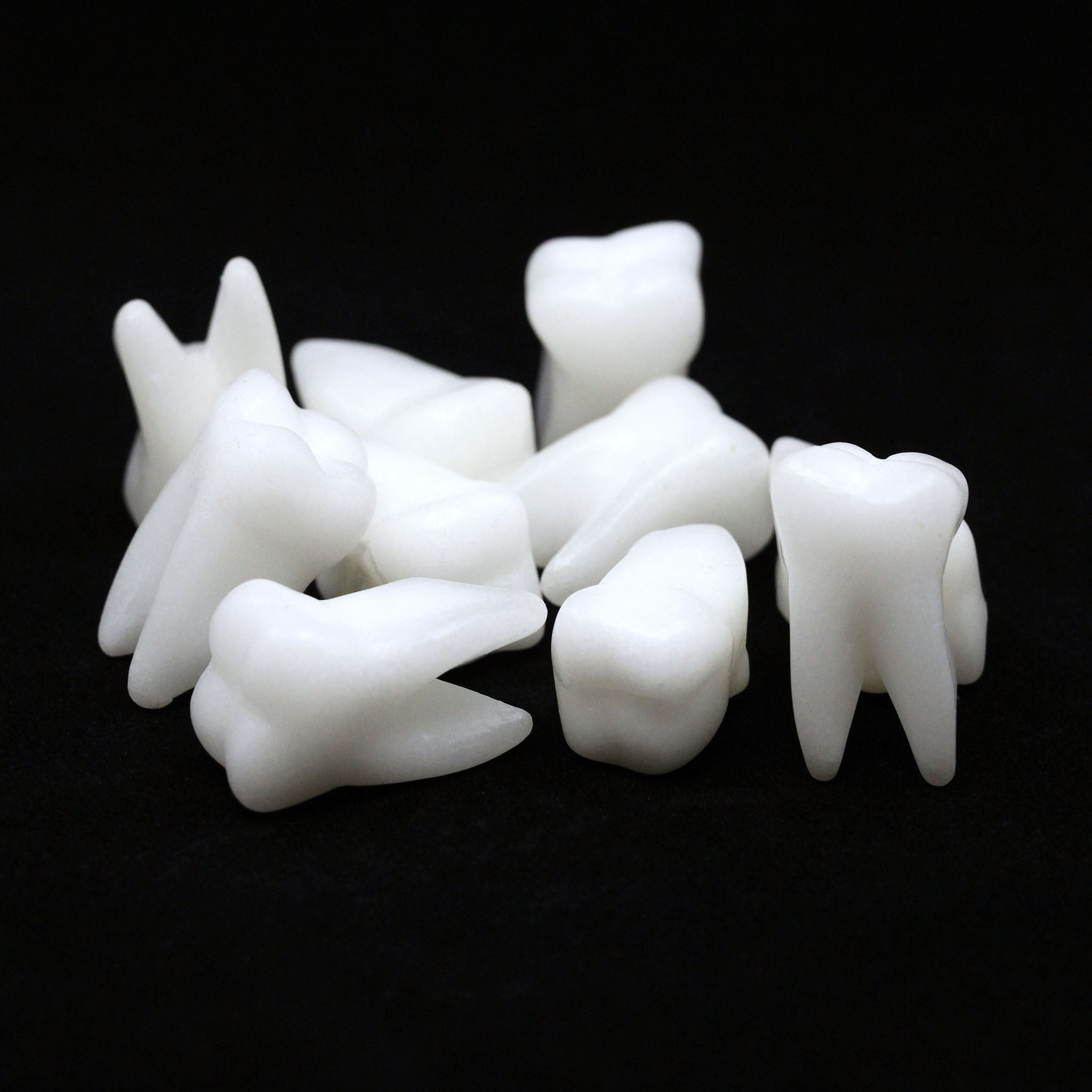 Molar Tooth  1.5 Inches - 10 Pcs