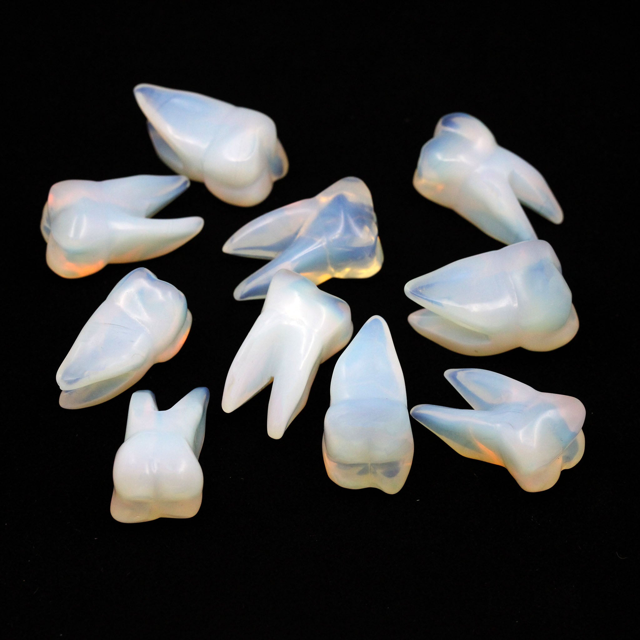 Molar Tooth  1.5 Inches - 10 Pcs