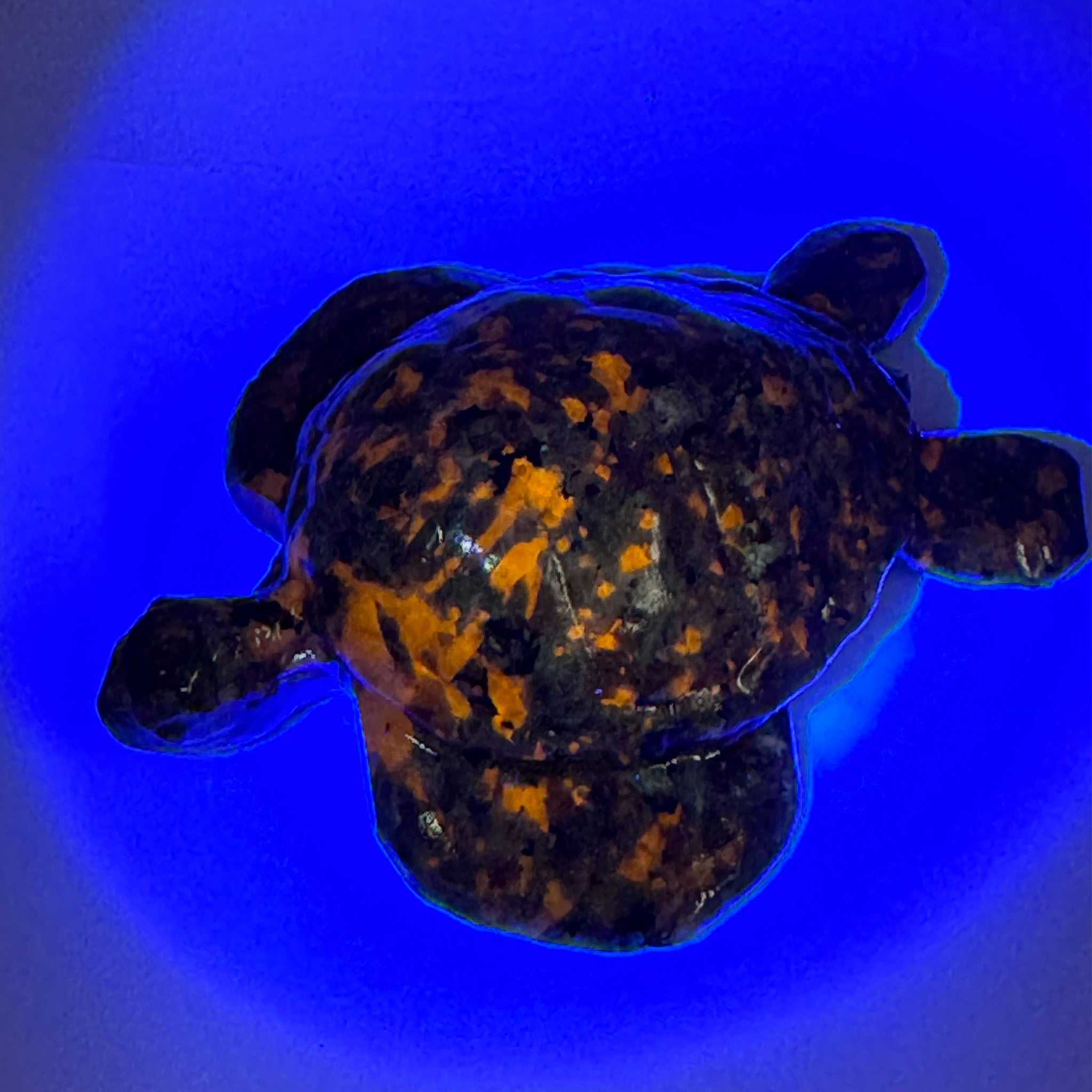 Sea Turtle 4 Inch